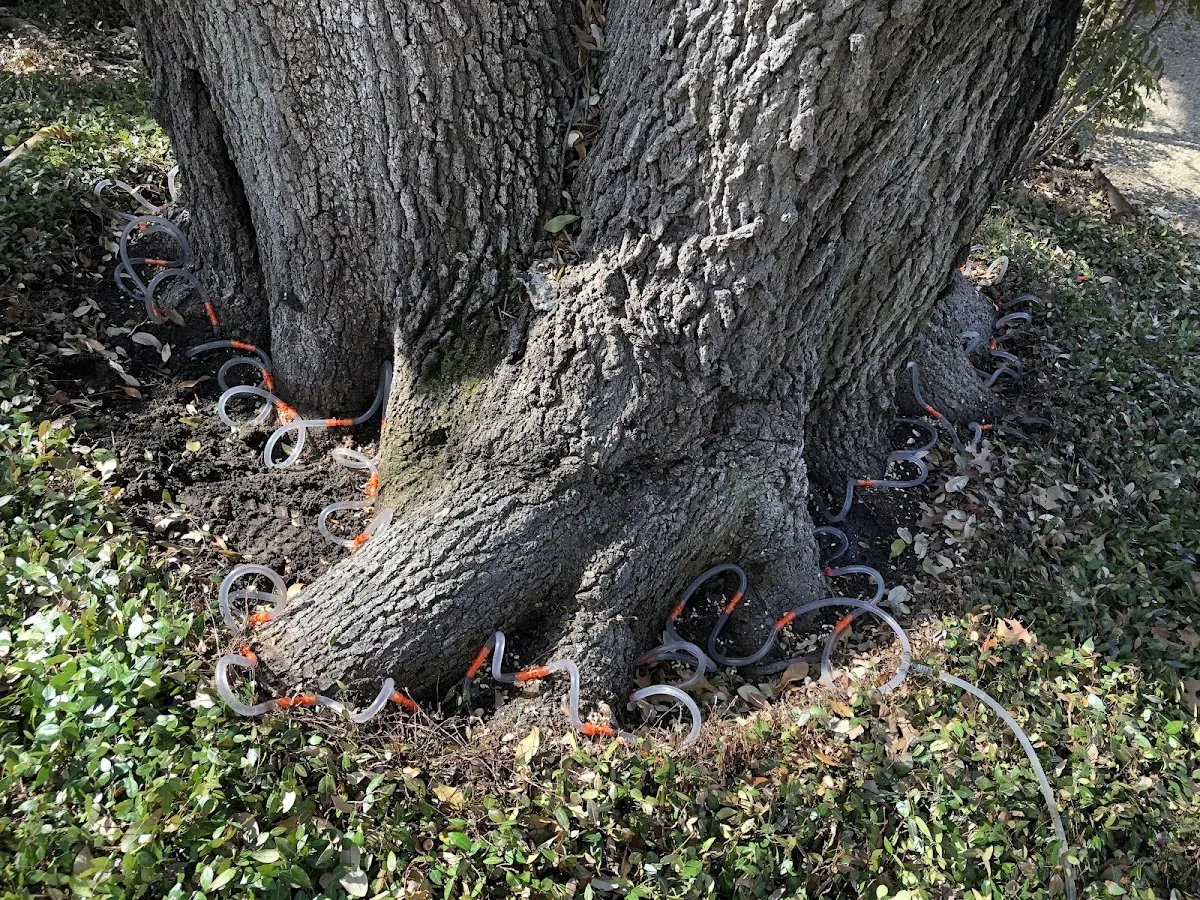 Detailed Tree Cabling and Bracing job site in Inman