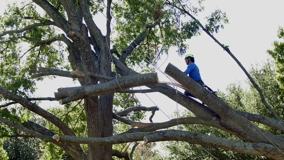 Professional Hazardous Tree Removal performed by certified arborists in Inman